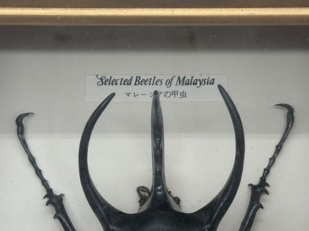 カブトムシ　昆虫標本　額装　送料込み251211
