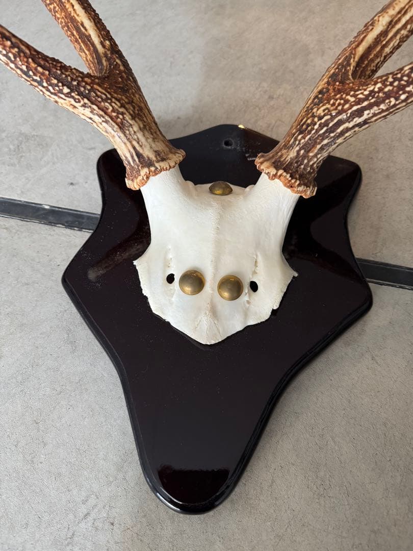 鹿の角　立派な北海道蝦夷鹿の角の標本