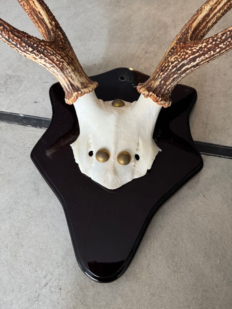 鹿の角　立派な北海道蝦夷鹿の角の標本