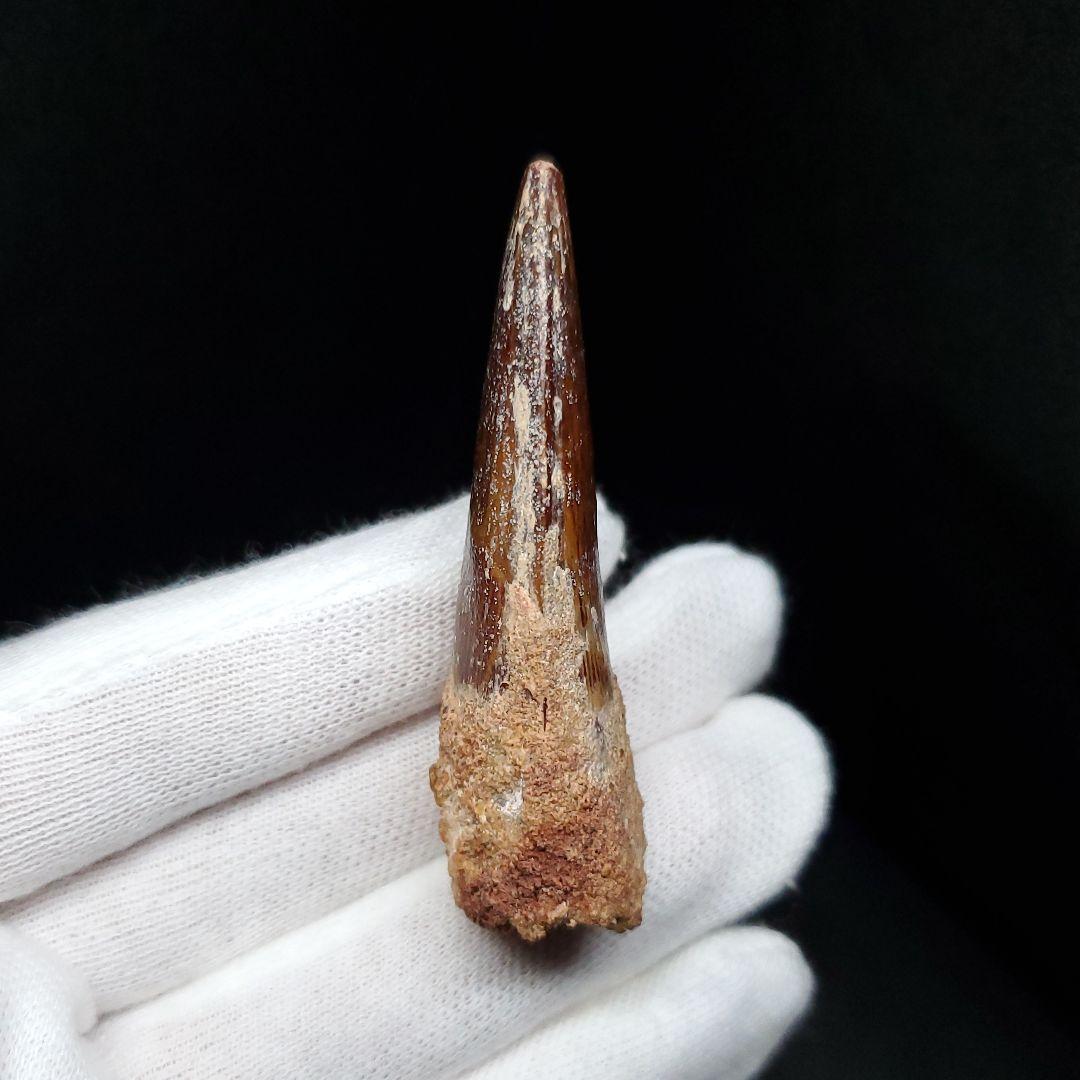 美品 スピノサウルス 本物 モロッコ産 55mm sp443