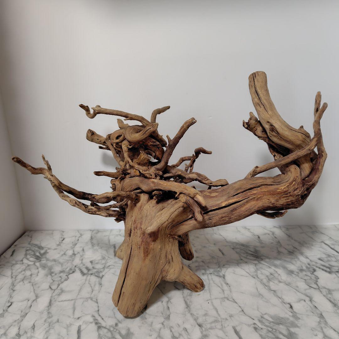 アク抜き済み流木【860】セール