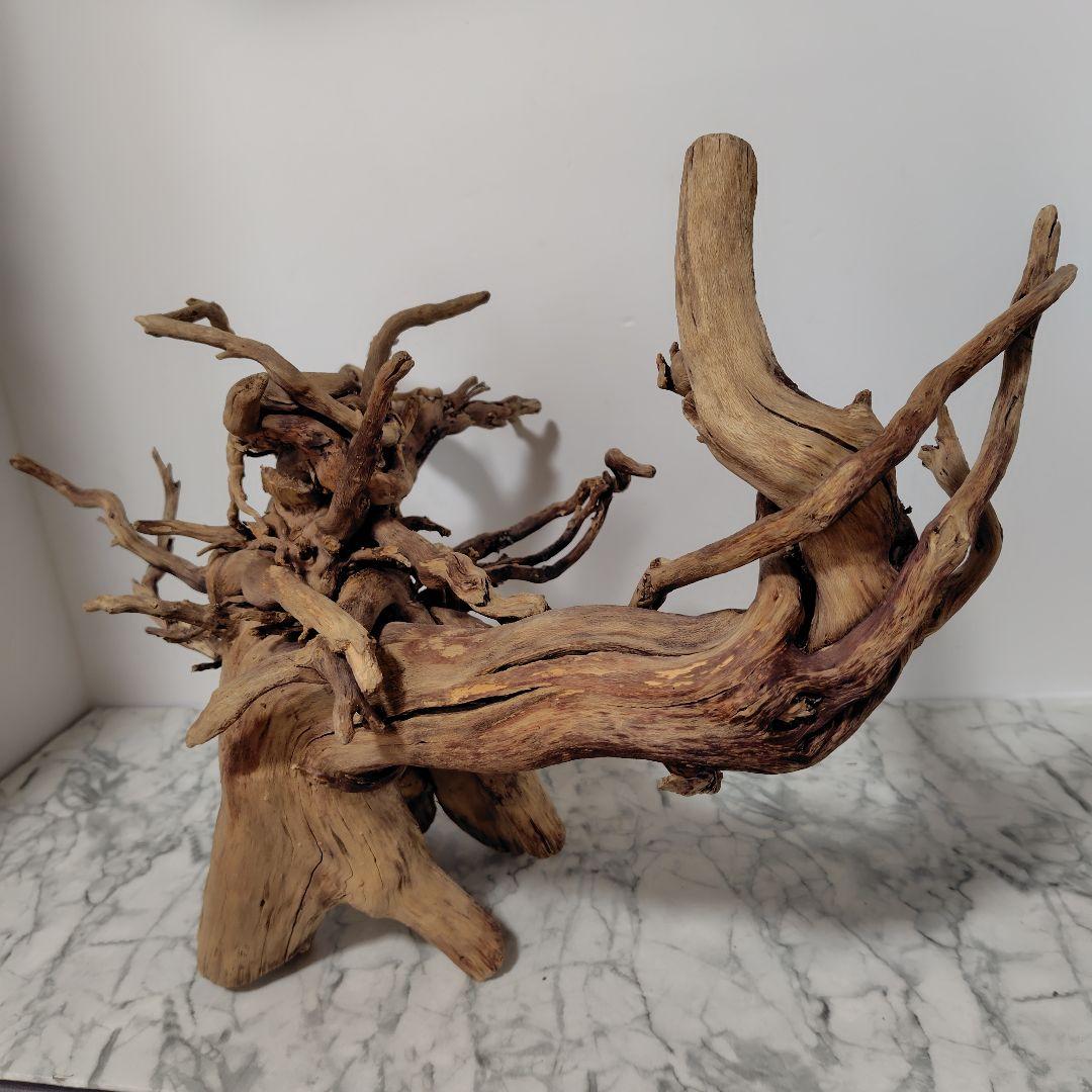 アク抜き済み流木【860】セール