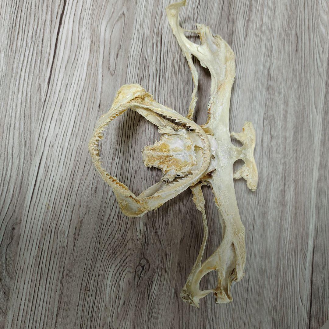 シュモクザメ　アゴ　標本