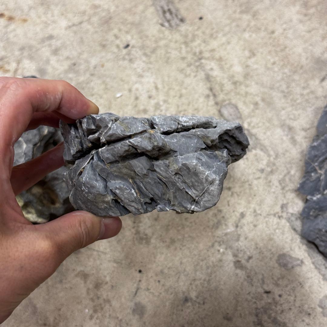 ADA龍王石 竜王石　セット　良型　1