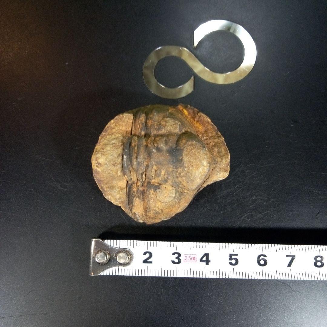 三葉虫　化石　fossil　海　ボリビア産　trilobite　ボリビア化石郡④