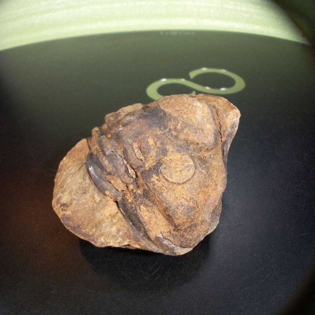 三葉虫　化石　fossil　海　ボリビア産　trilobite　ボリビア化石郡④