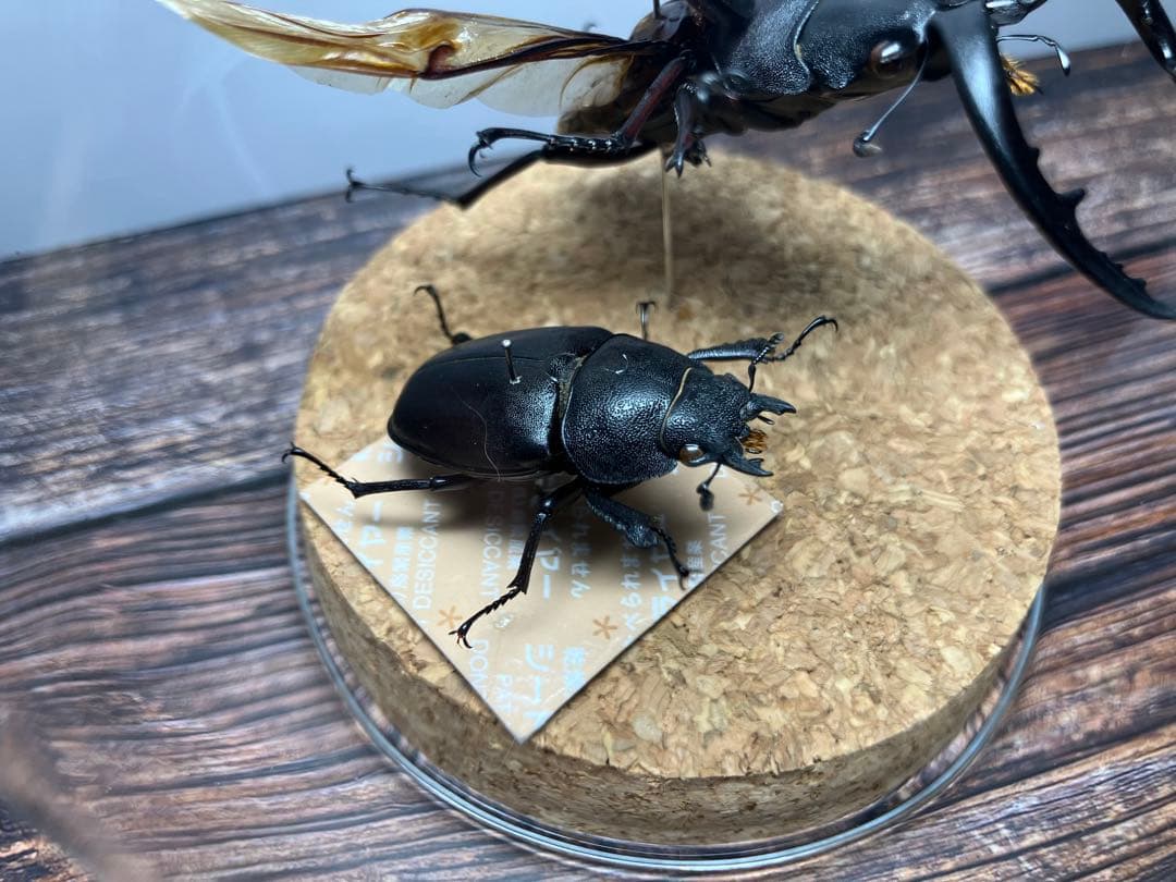 【Glass Beetle｜ノコギリクワガタ飛翔＆固定標本 ペアGB-009】