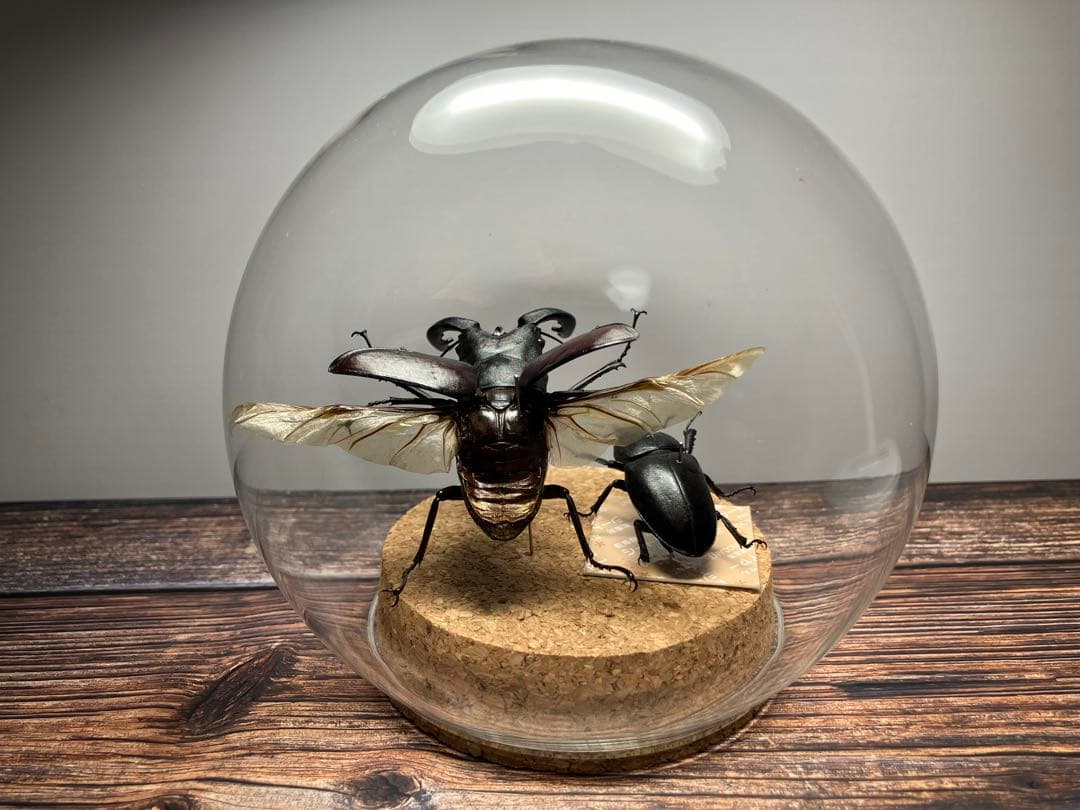 【Glass Beetle｜ノコギリクワガタ飛翔＆固定標本 ペアGB-009】