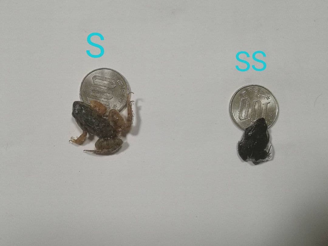 480匹【冷凍】SS 餌用カエル ヌマガエル 蛇の餌 アフリカツメガエルの代用