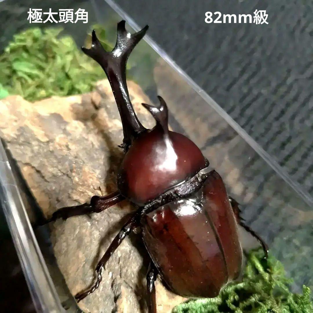 角極太野生標本超特大レッドカブトムシ82mm頭角19.3mm胸角5.7mmぐらい