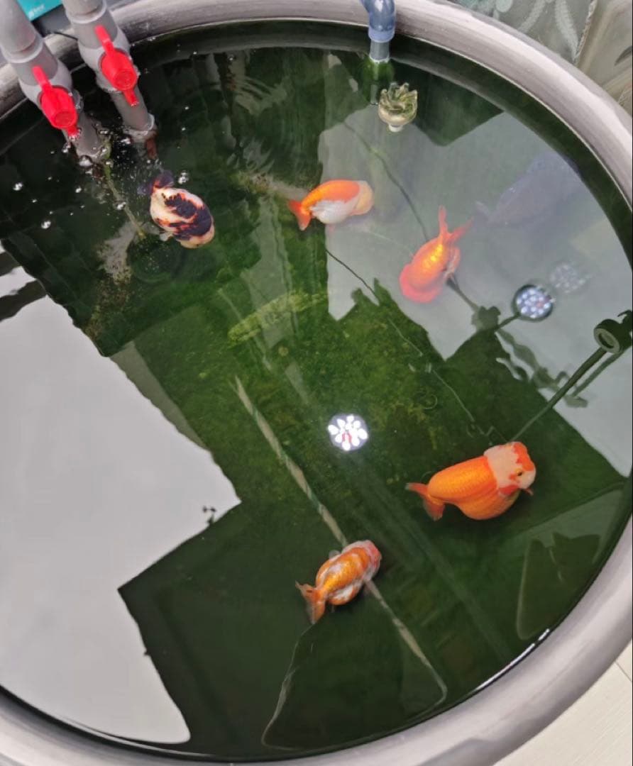 PSE認定ポンプ25w付き大型水槽用沈殿物理生物一体型濾過槽外部式濾過装置器濾過