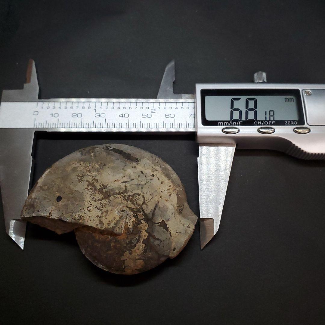 アンモナイト 三畳紀 化石 本物 ノルウェー産 68.18mm  fan5