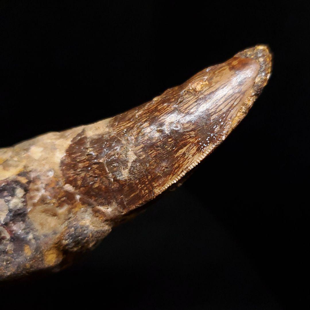 貴重 アフロベナトル 歯 化石 本物 ニジェール産 96.66mm fr93