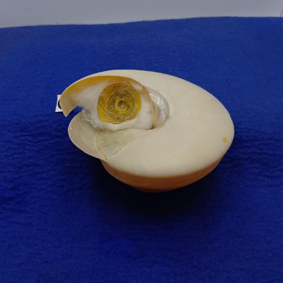 ❶-1貝標本ミナミノオキナエビス（蓋付）