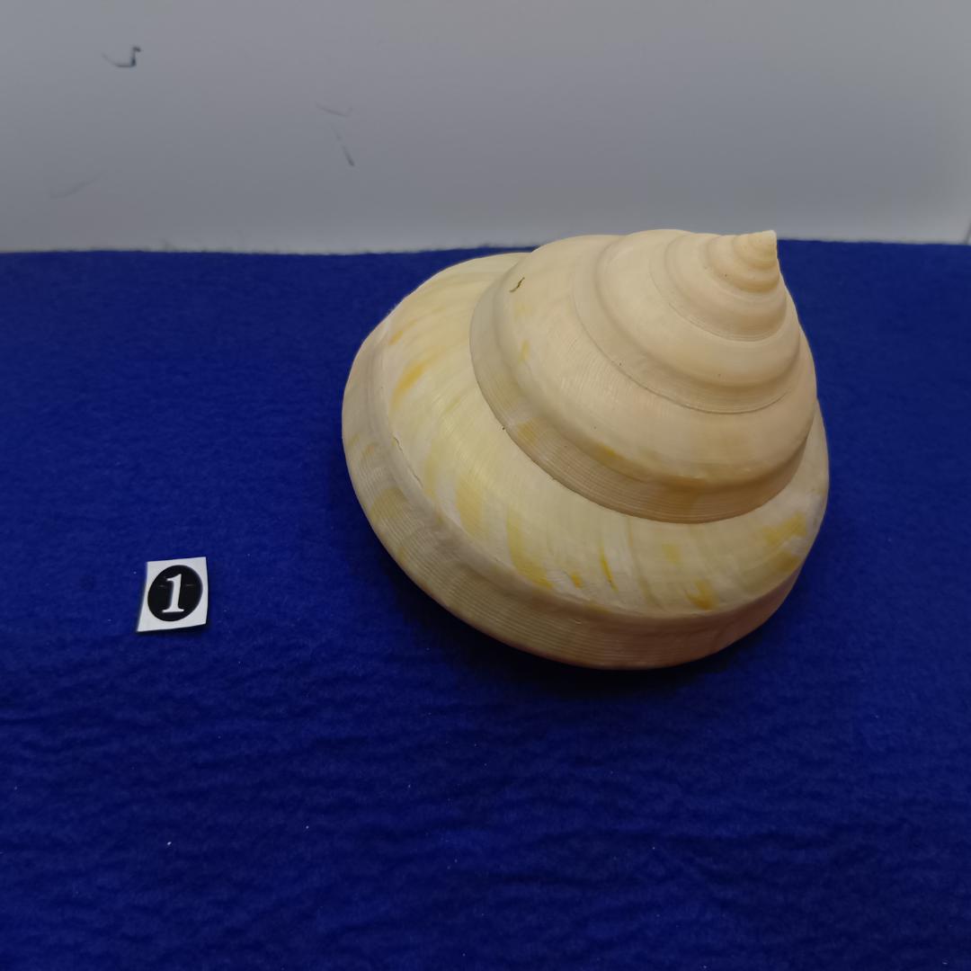 ❶-1貝標本ミナミノオキナエビス（蓋付）