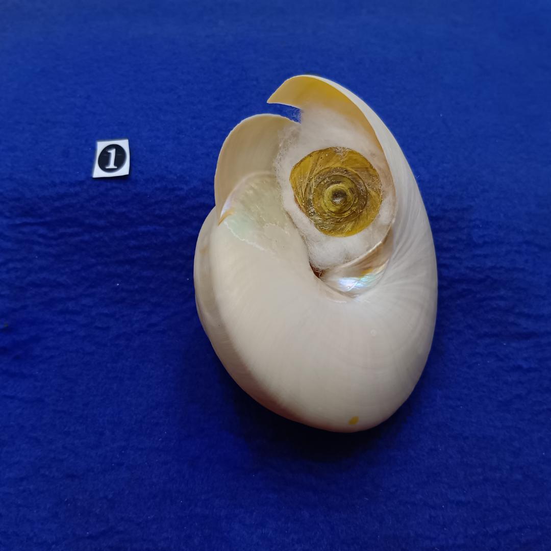 ❶-1貝標本ミナミノオキナエビス（蓋付）