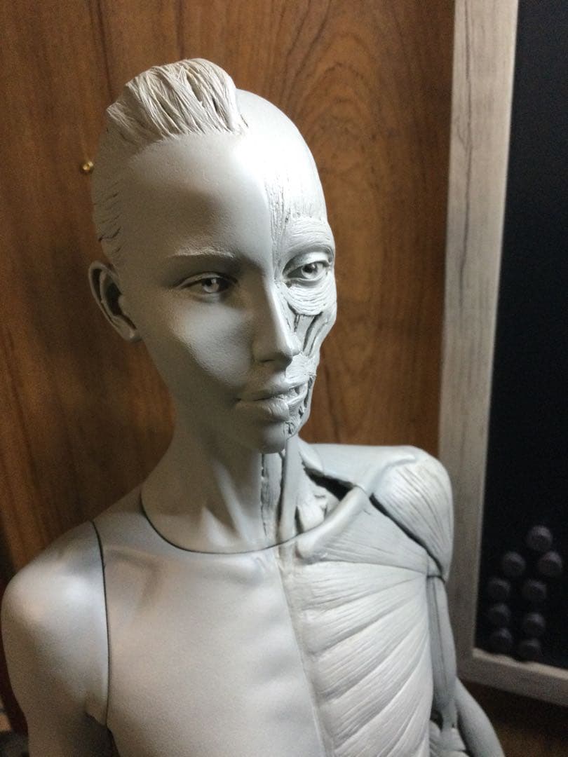 AnatomyTools アナトミーフィギュア　女性　1/3