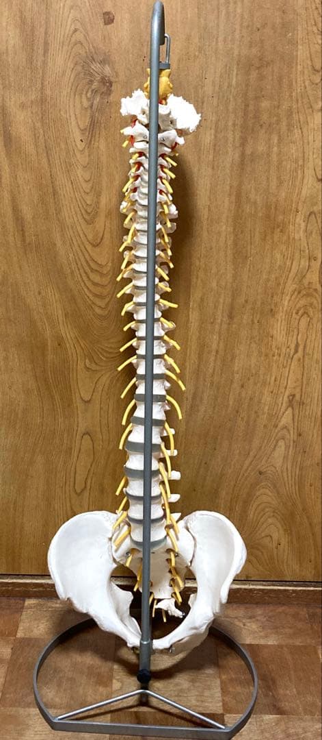 ドイツソムソ社製の脊椎（脊柱）骨格模型　日本カイロプラクティック連合会推奨