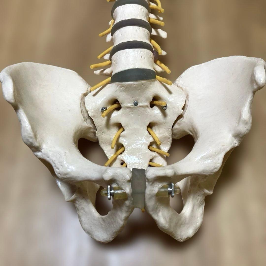 ドイツソムソ社製の脊椎（脊柱）骨格模型　日本カイロプラクティック連合会推奨