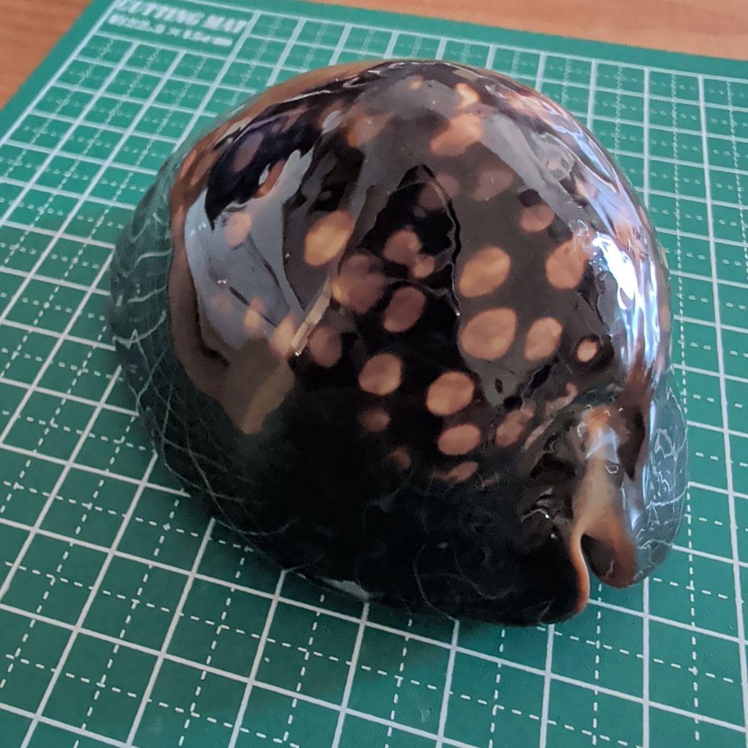 ハチジョウダカラ　９