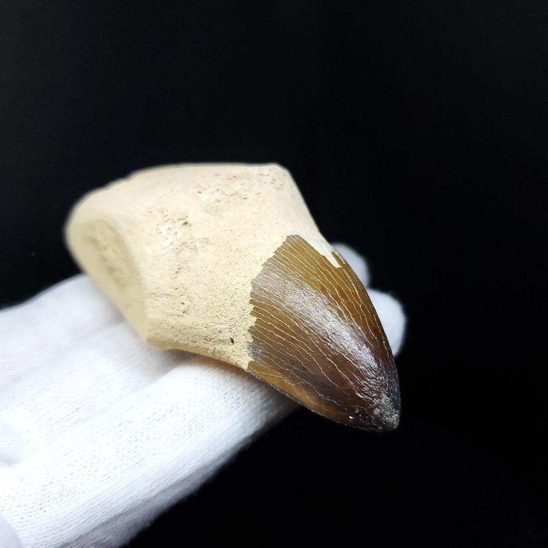 極上 歯根付き モササウルス 化石 歯 本物 70.39mm  mos62