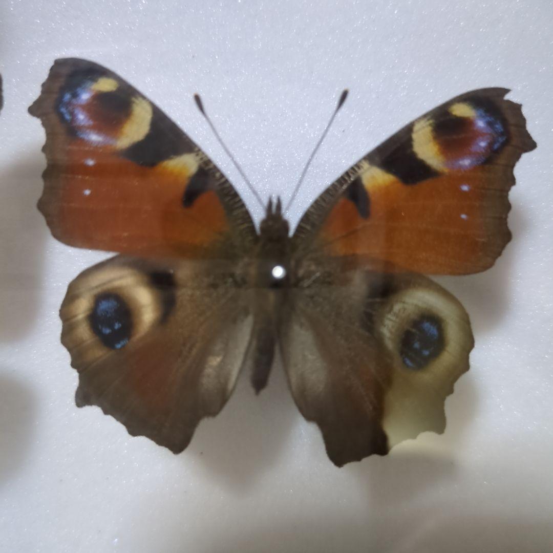 お値下げ！昆虫標本