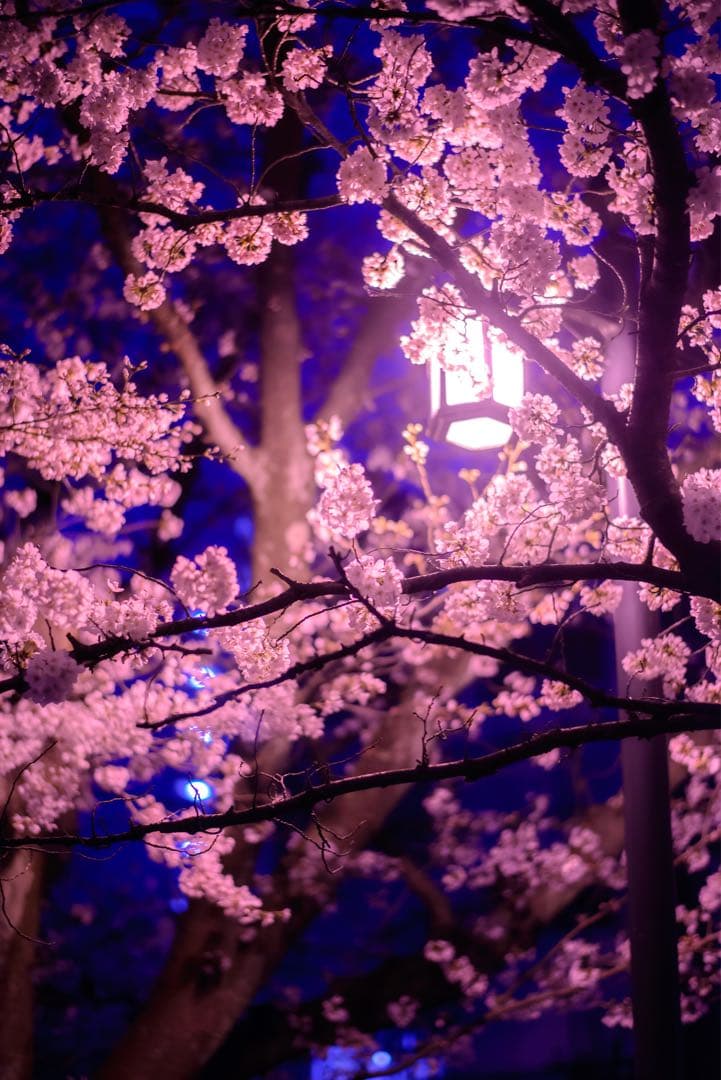 レンズ(単焦点) Nikkor 58mm f1.4 G