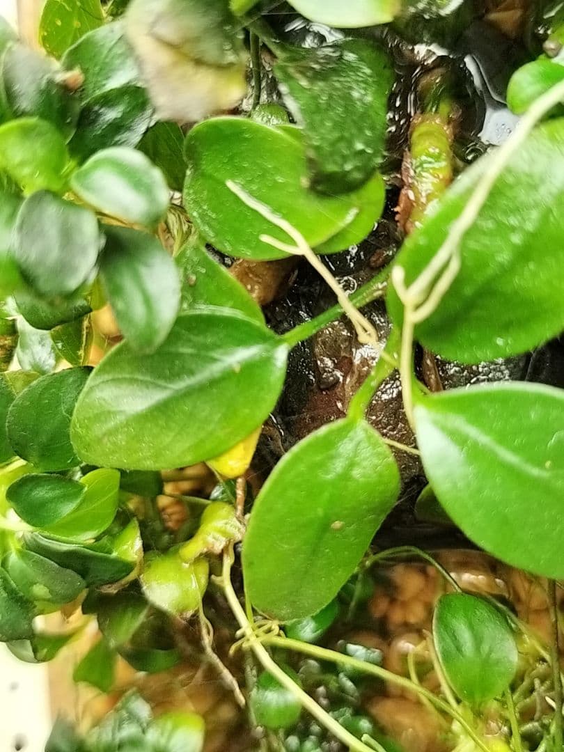 ブセファランドラsp.クダガン アヌビアスナナ アヌビアスナナ·プチナナ