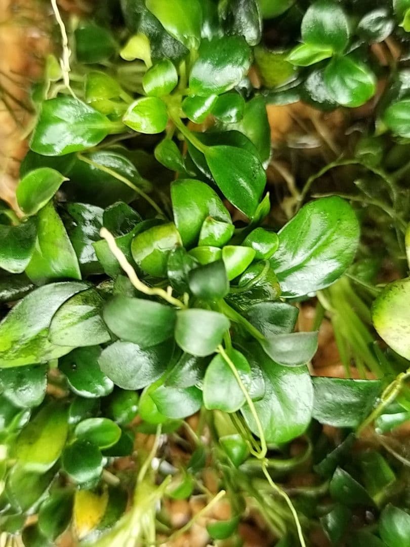 ブセファランドラsp.クダガン アヌビアスナナ アヌビアスナナ·プチナナ