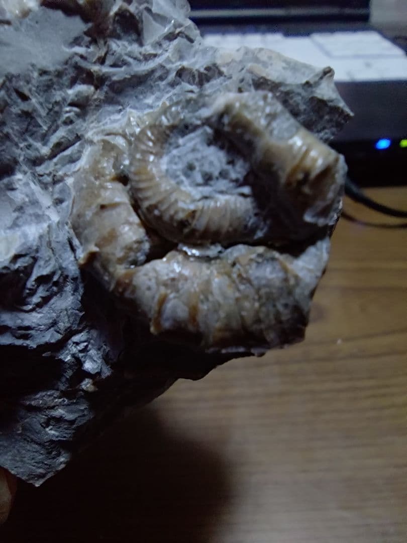 北海道アンモナイト 異常巻きムラモトセラス等