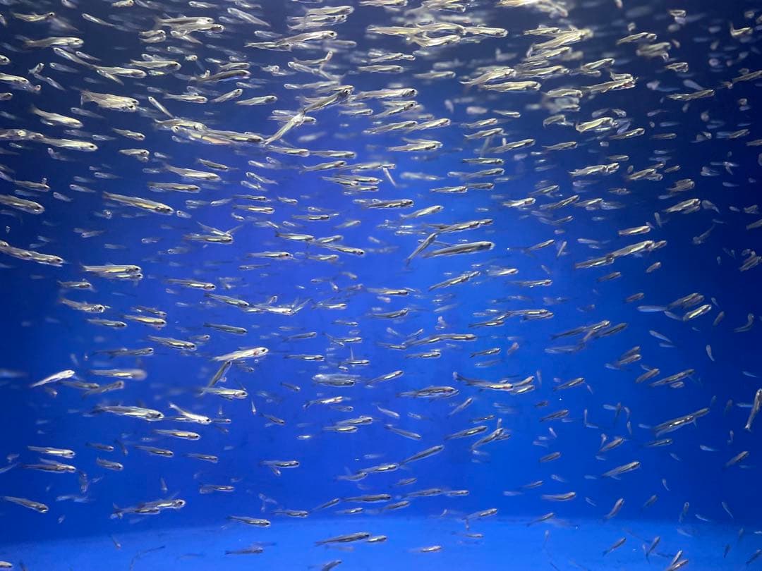 冷蔵庫・冷凍庫 Abcdef