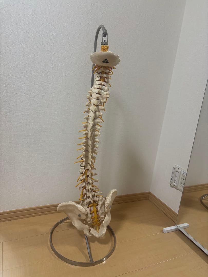 ドイツ製ソムソスタンド付き カイロプラクティック