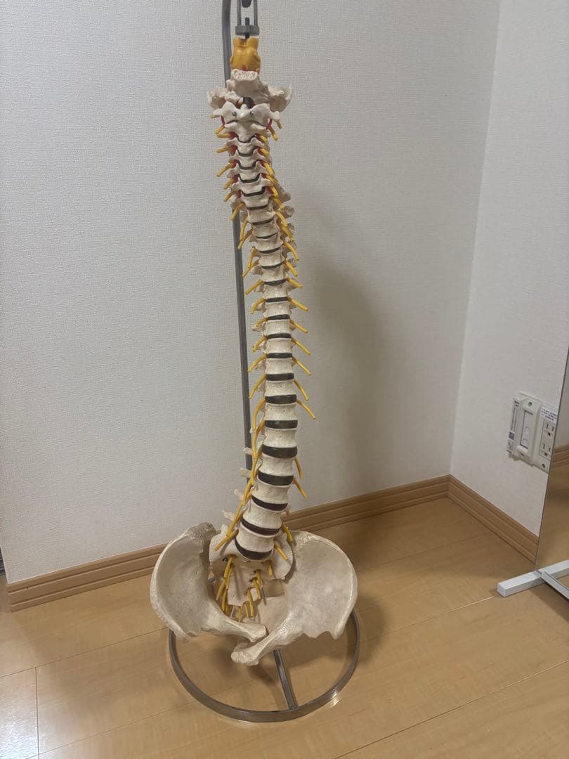 ドイツ製ソムソスタンド付き カイロプラクティック