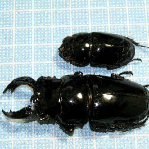 カメルーン産 カールウエルマニー（ タランドス ） レギウス ペア