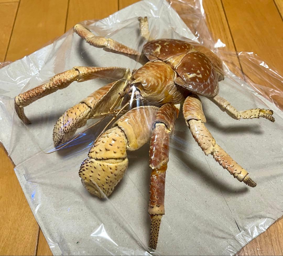 【現地土産品】ヤシガニ 剥製 標本 巨大
