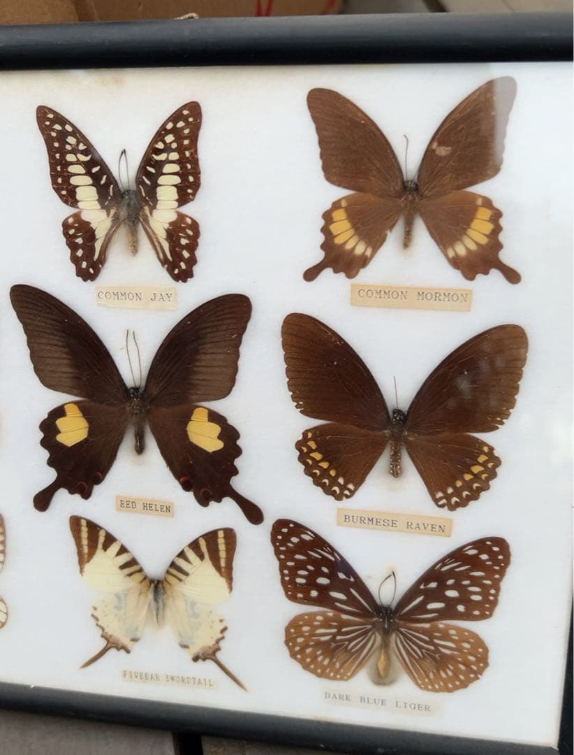 蝶の標本コレクション（フレーム付き）