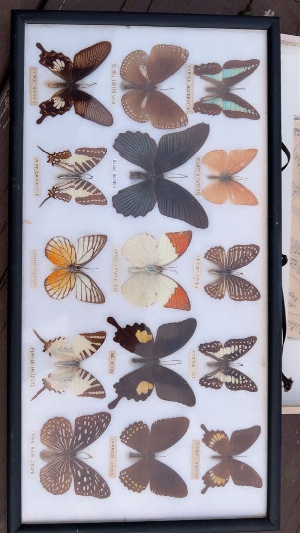 蝶の標本コレクション（フレーム付き）
