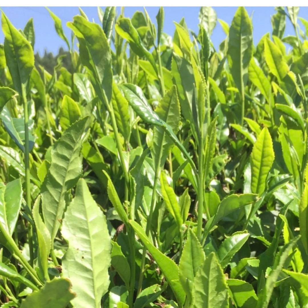 八女茶(特上白折)10袋(特上煎茶)2袋(玉露)1袋楽一番公式アカウント74様