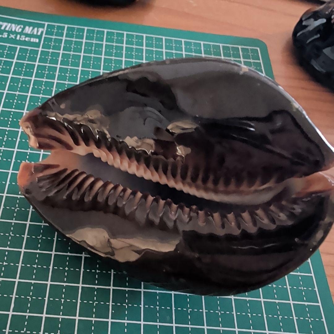 ハチジョウダカラ　７