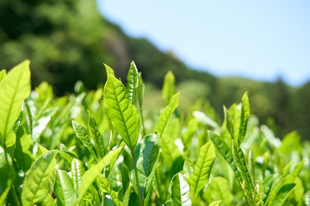 【5缶セット】京都和束町産のオーガニック抹茶缶（シングルオリジン）