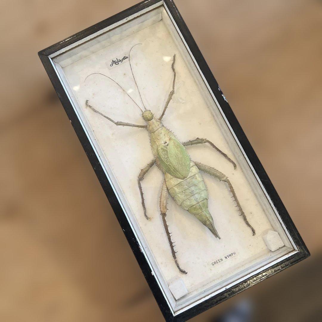 ヴィンテージマレーシアマレーオオナナフシ　標本　昆虫
