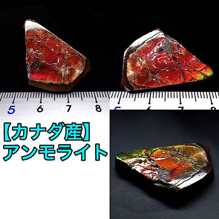 【カナダ/a産】アンモライト(プラセンチセラス)