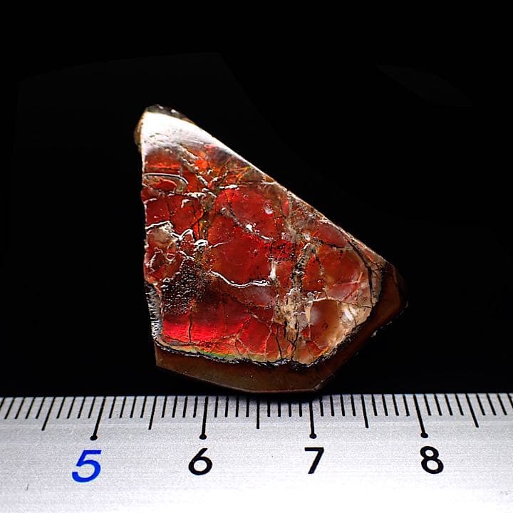 【カナダ/a産】アンモライト(プラセンチセラス)