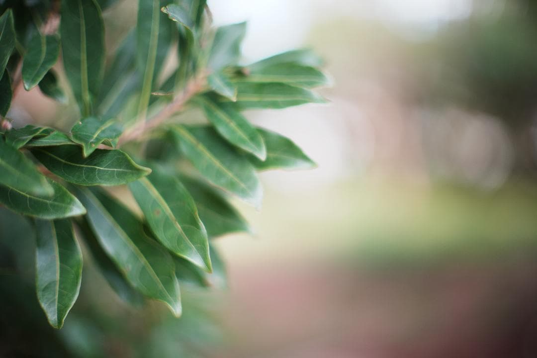 鷹の目の名玉　ミノルタ MC ROKKOR-PG 58mm F1.2 186