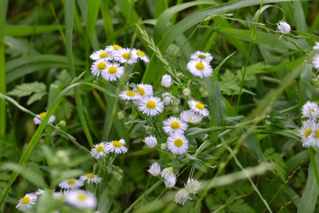 奈*子様 Nikon d3100 35-105mmレンズ、バッテリー、速射ストラ