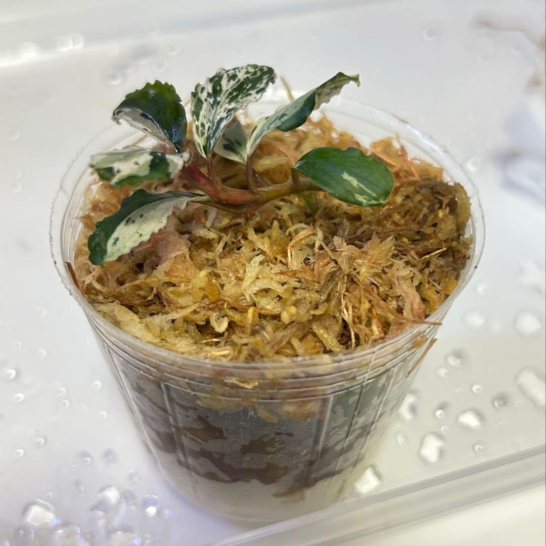 Bucephalandra sp. Variegata Hn:福袋CAKUMI