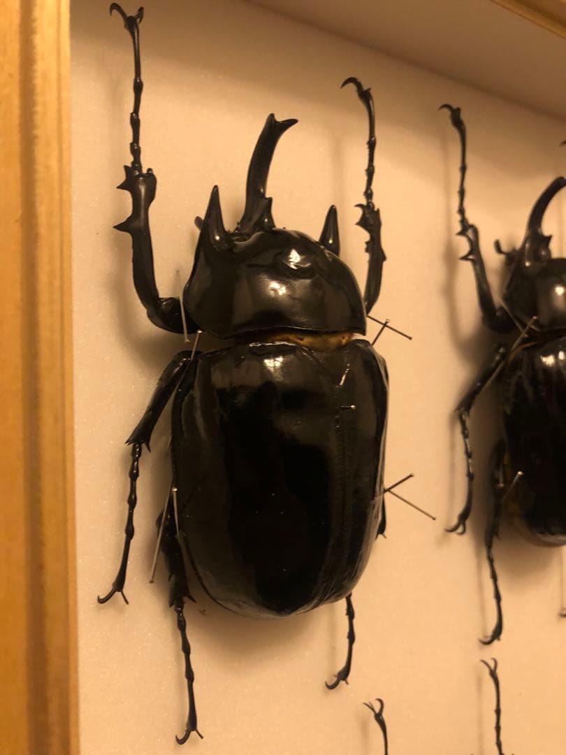 ラミレスゾウカブトペア　ペルー産WF3 標本