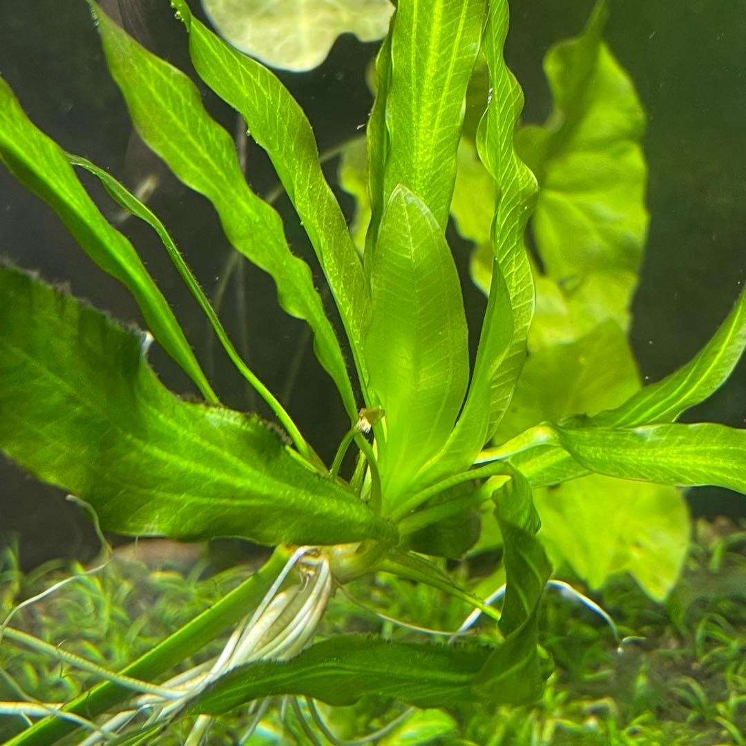 ニコ　E.ホレマニーヴェルデ1株と座標軸1株のセット