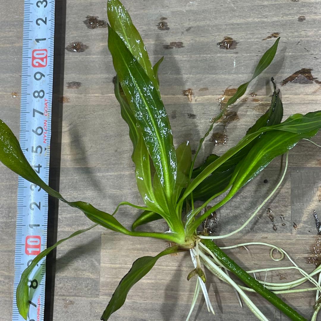 ニコ　E.ホレマニーヴェルデ1株と座標軸1株のセット