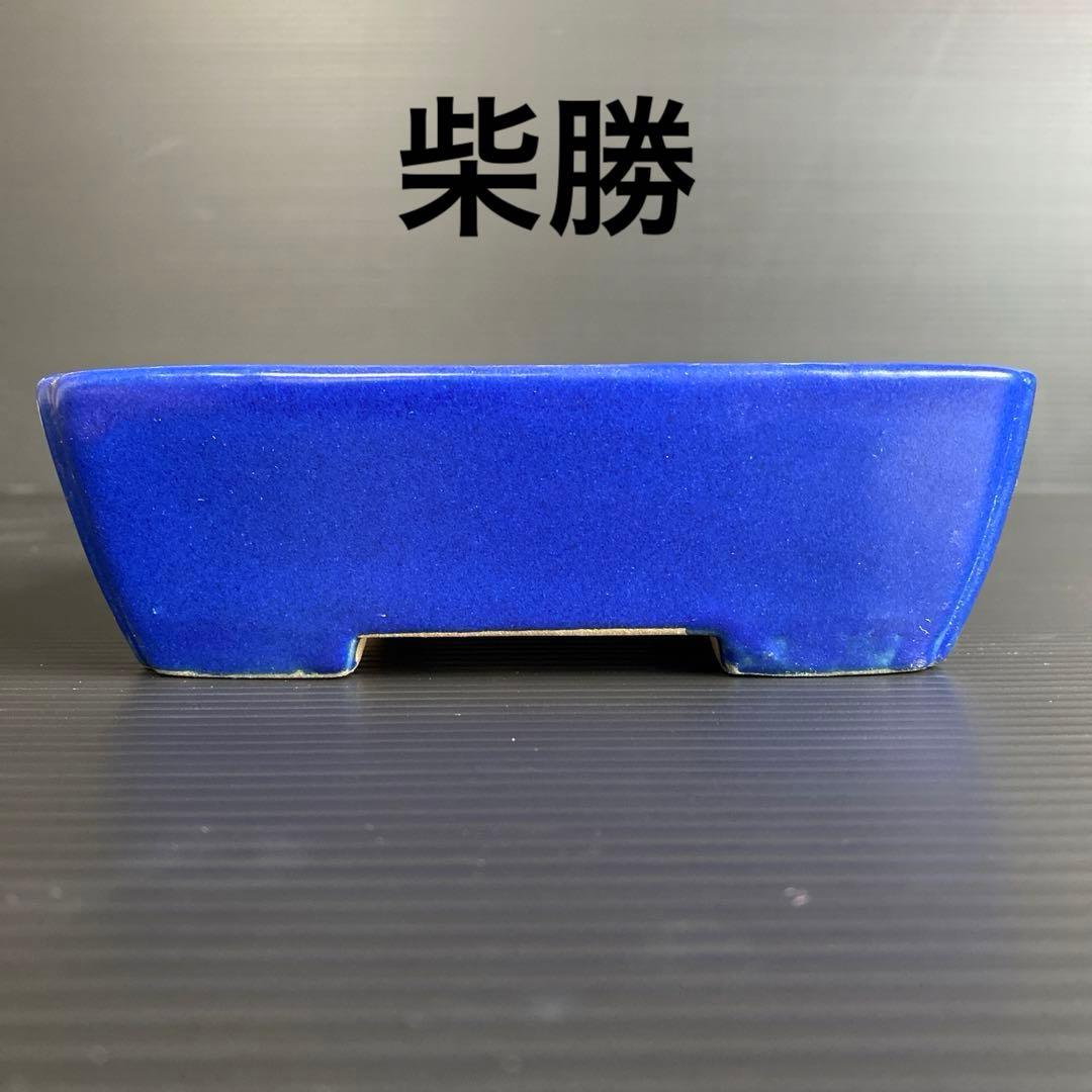 柴勝　小品盆栽